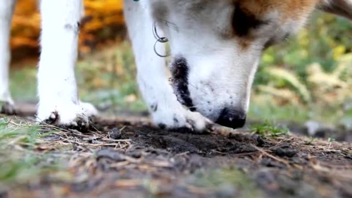 狗在森林里吃土壤