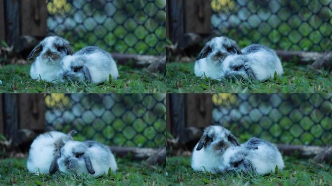 可爱的小兔子荷兰垂头在花园里吃着新鲜的草