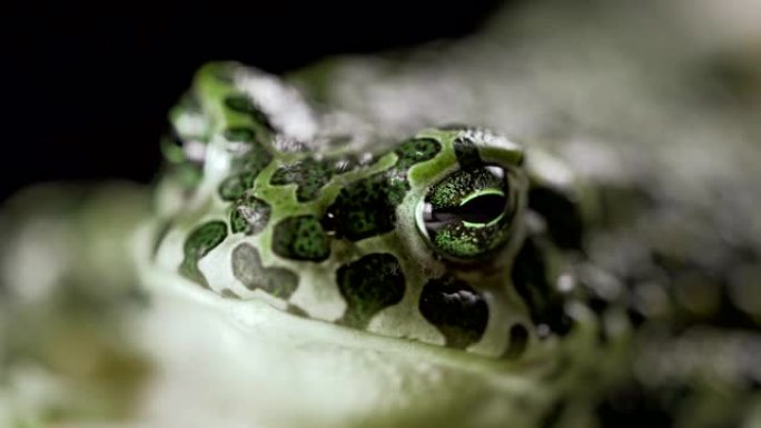 野蛙眨眼，搅动鼻孔，宏观。华丽的地面蟾蜍特写，夜景。Natterjack呼吸着，看着相机。黑暗背景。