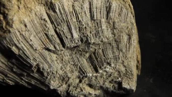 苔藓动物化石