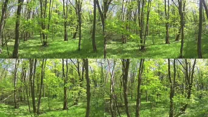 在年轻的绿木中缓慢飞行。空中