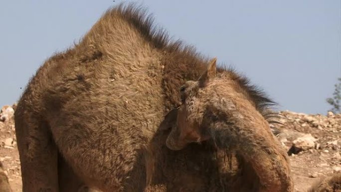 骆驼用嘴清洁毛皮