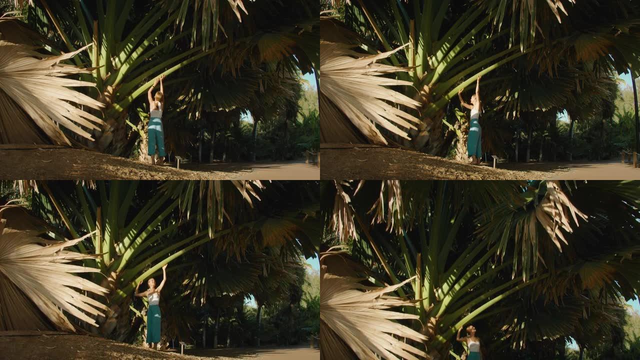 在热带岛屿上的巨大棕榈树下行走的女人。女孩身临其境地旅行，触摸树叶和树干，享受大自然。