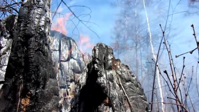 火灾后的森林。