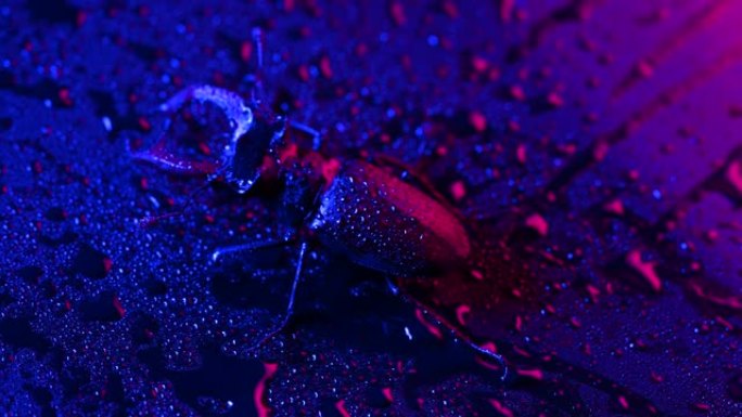 角甲虫鹿在紫罗兰湿霓虹灯表面与雨滴。美丽的昆虫被列入红色名录，欧洲最大的稀有雄鹿-鹿。野生动物。关闭