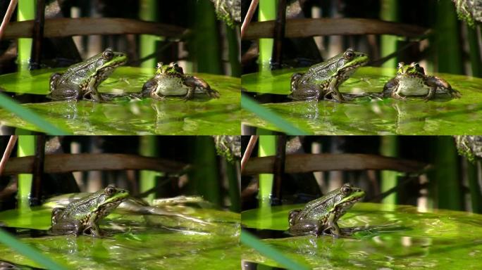 睡莲叶子上池塘里的青蛙