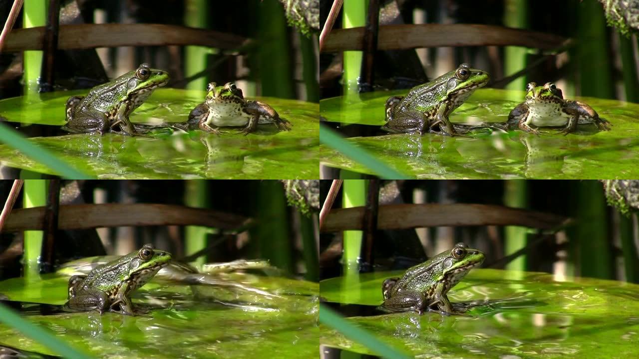 睡莲叶子上池塘里的青蛙