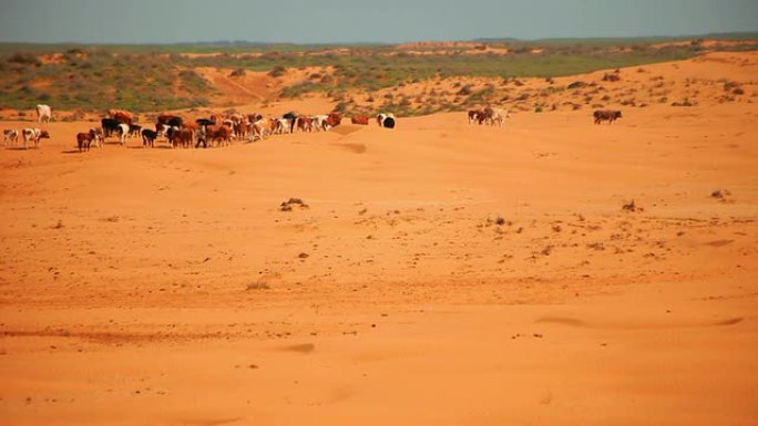 沙漠中的牛群干旱生态破坏沙尘暴