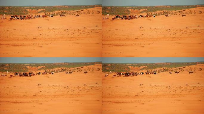 沙漠中的牛群干旱生态破坏沙尘暴