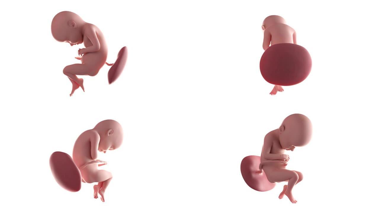 胎儿动画-第32周
