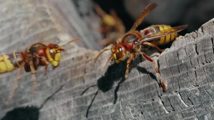 欧洲大黄蜂 (Vespa Crabro) 昆虫在木巢上的宏观选择性聚焦镜头