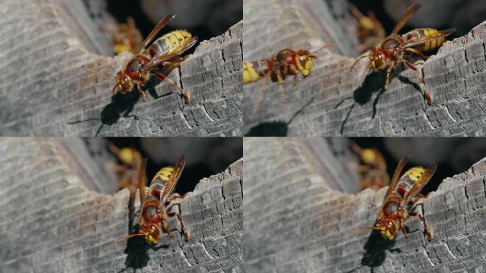 欧洲大黄蜂 (Vespa Crabro) 昆虫在木巢上的宏观选择性聚焦镜头