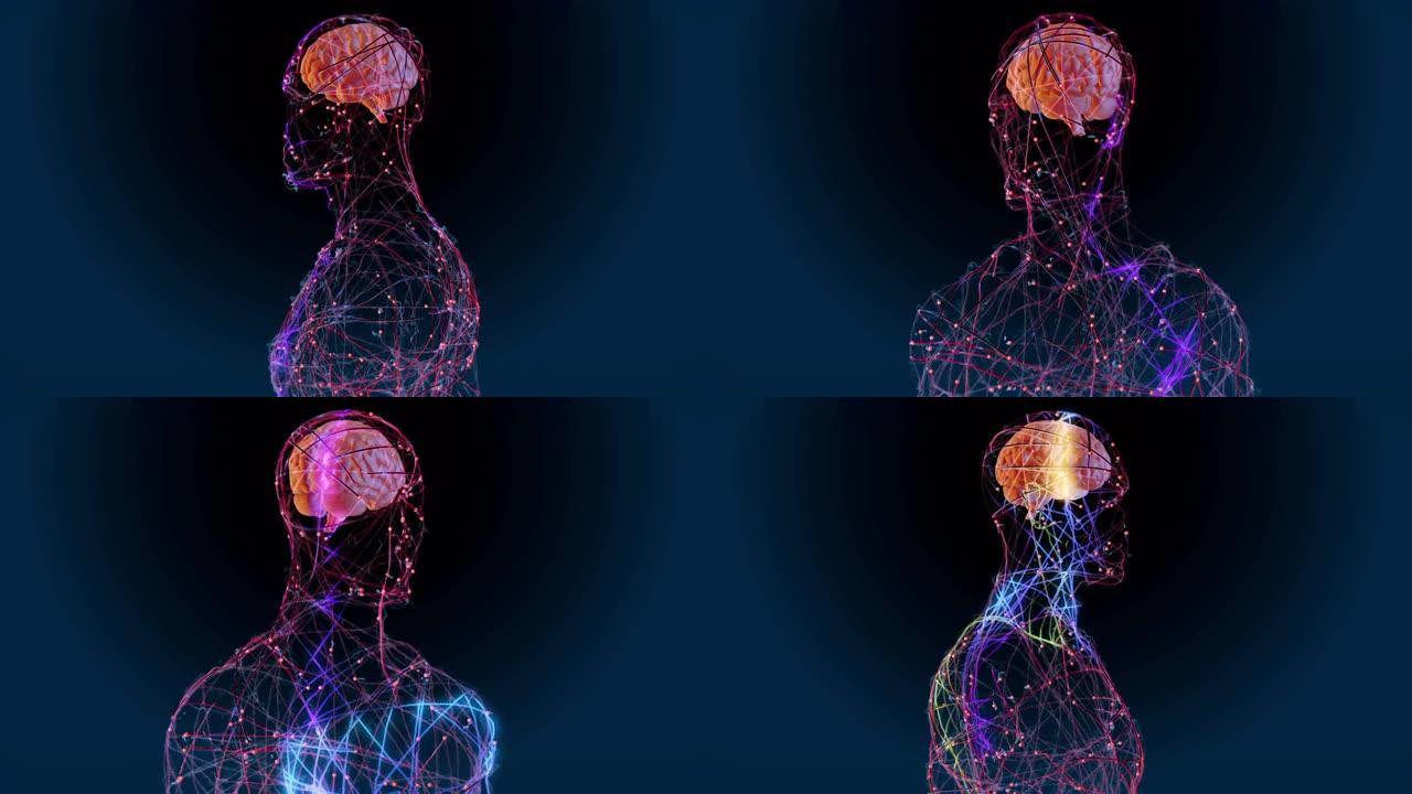 人脑神经系统人体神经网络经络