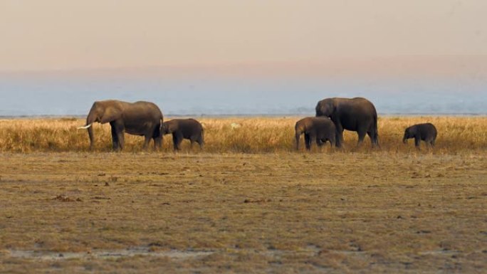 大象家族站在干燥的草场上，在肯尼亚安博塞利国家公园日落时吃植物