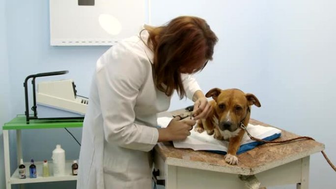动物诊所修剪指甲的狗