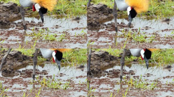 起重机在湿地的水坑中涉水寻找食物，肯尼亚安博塞利国家公园