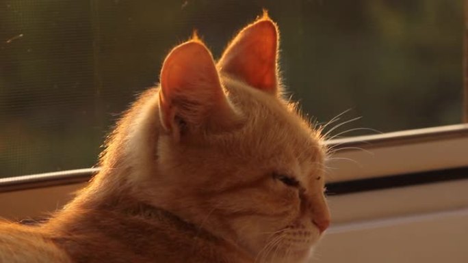 太阳下的猫耳特写。猫在晒太阳。
