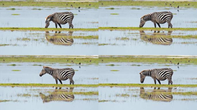 雄伟的斑马在湿地吃草，吃草，映在水面，安博塞利国家公园，肯尼亚
