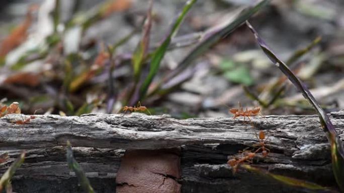剪辑视频特写一群橙色蚂蚁在树上行走
