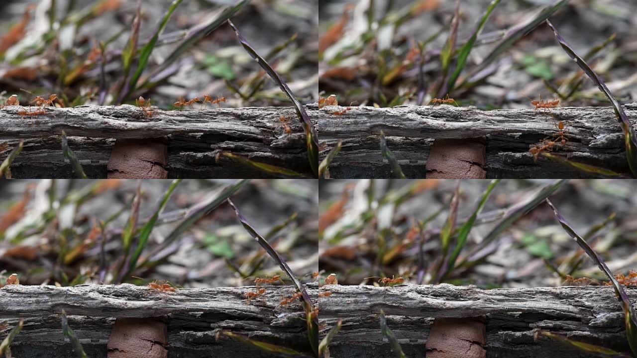 剪辑视频特写一群橙色蚂蚁在树上行走