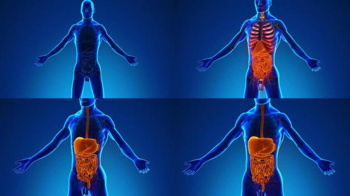 人体消化系统的解剖-医用x射线扫描