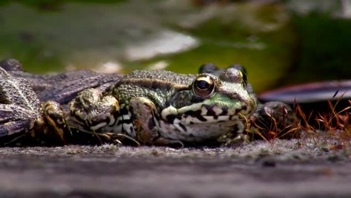 青蛙在井上