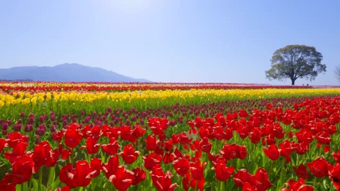 河床盛开的郁金香花园花卉基地意境