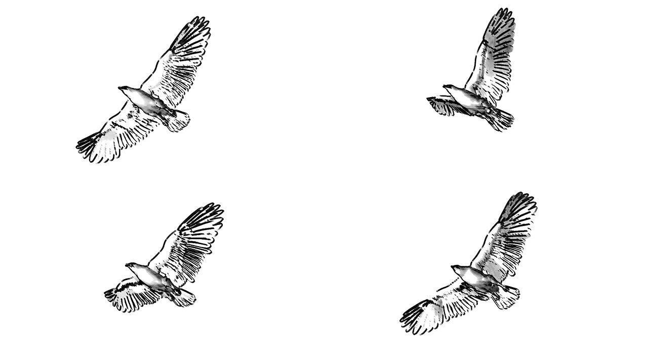 飞鹰的循环动画素描