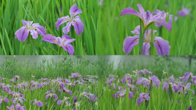 紫色花鸢尾花