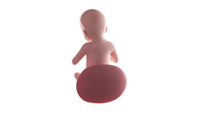 胎儿动画-第28周