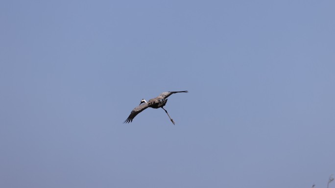 一只灰鹤独脚滑翔的慢动作