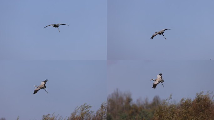 一只灰鹤独脚滑翔的慢动作