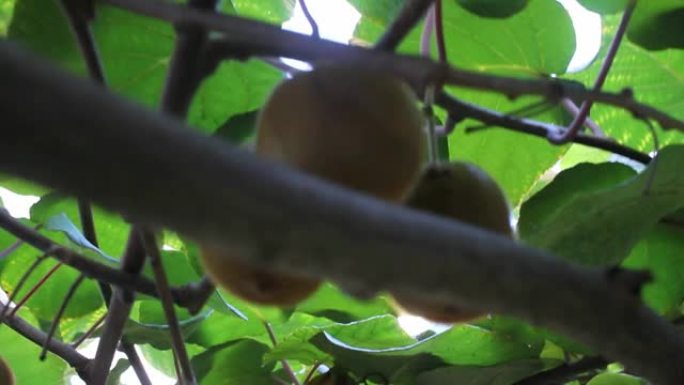 我的猕猴桃树上有很多猕猴桃