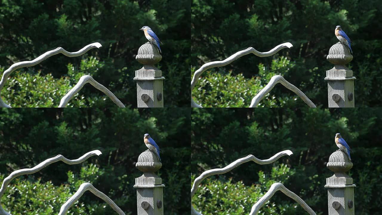 蓝鸟坐在木柱上