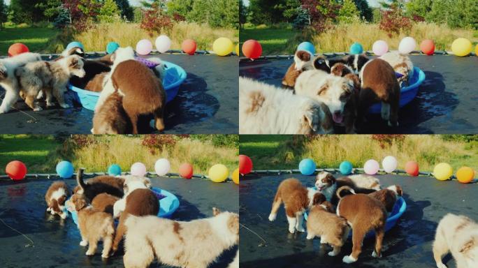 生日小狗和朋友在宠物派对上。动物有趣的视频