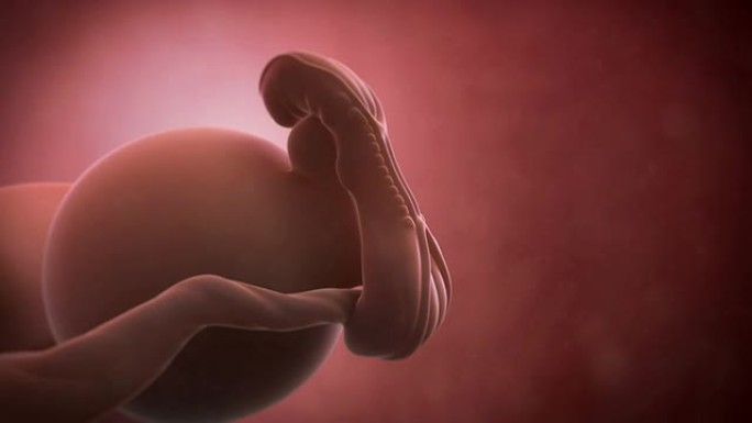胎儿动画-第5周胎儿动画第5周怀孕生育