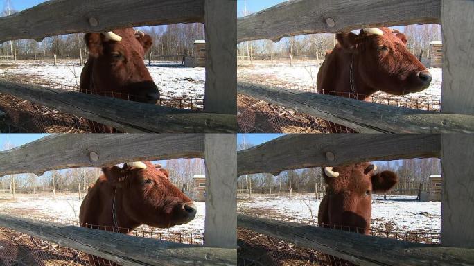 乡村。棕色的牛站在畜栏里。