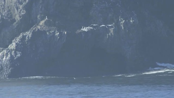 海鸥在海洋上飞向岩石悬崖。