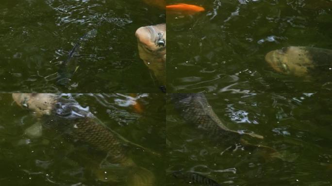 池塘里的各种鱼