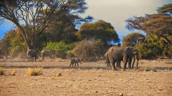 慢动作雄伟的大象群在肯尼亚安博塞利国家公园的金色稀树草原景观的树下休息