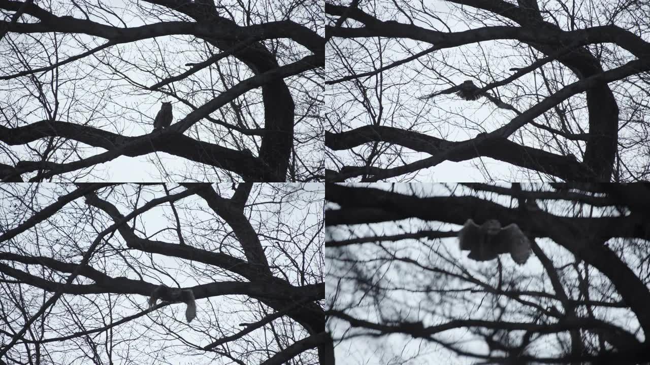 欧亚鹰鸮从分支发射并飞向相机
