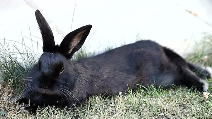 矮小黑兔子躺着