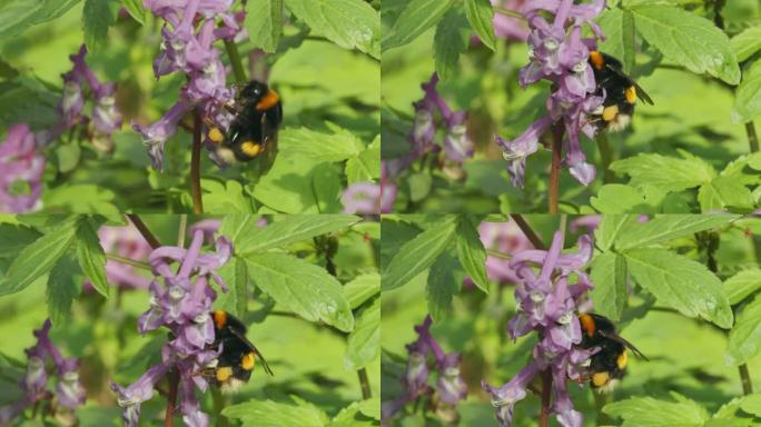 大黄蜂在早春对fumewort (Corydalis solida) 的授粉