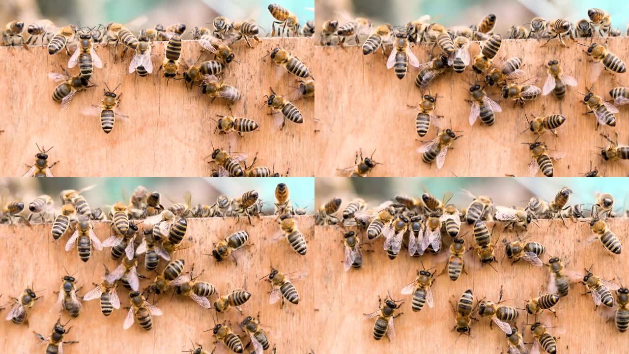 在开放的街道上养蜂的蜜蜂家庭的生活