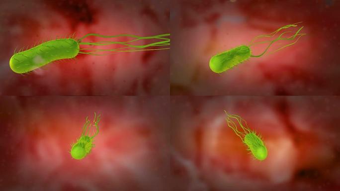幽门螺杆菌或幽门螺杆菌的3D动画