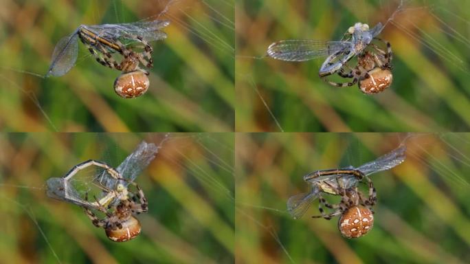 四只斑点球织布蜘蛛 (Araneus Quadratus) 狩猎Lestes sponsa的特写镜头