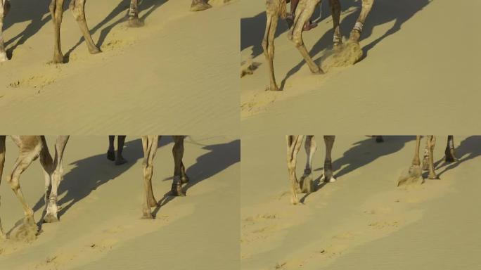 跨步骆驼