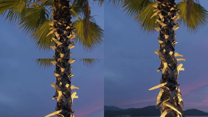 孤独的棕榈树抵御夜云。