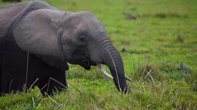 慢动作非洲象在翠绿的湿地中放牧，站在水坑内，从水面顶部吃草，肯尼亚安博塞利国家公园