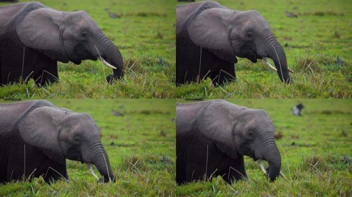 慢动作非洲象在翠绿的湿地中放牧，站在水坑内，从水面顶部吃草，肯尼亚安博塞利国家公园